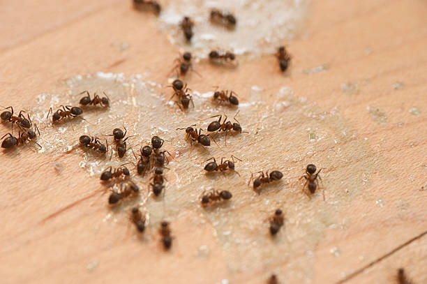 Best Local Pest Control Services  in Falmouth, VA
