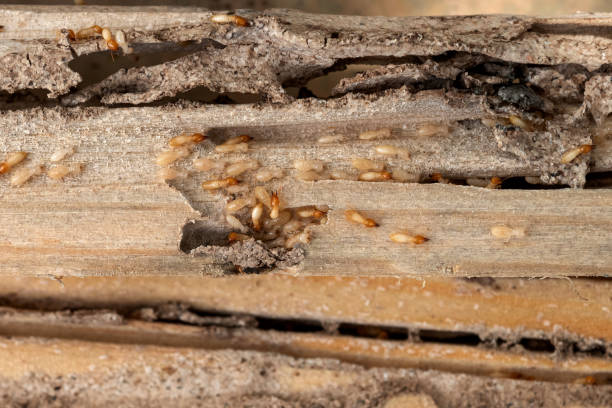 Spider Control Near Me in Falmouth, VA