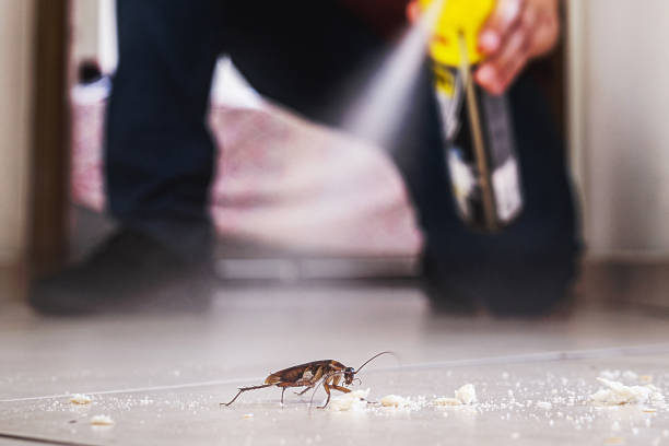 Best Affordable Pest Control Services  in Falmouth, VA
